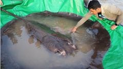 Pez de agua dulce más grande capturado en el río Mekong de Camboya. Foto. (Youtube Wonders of the Mekong).
