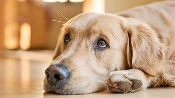 Extraña enfermedad respiratoria afecta a perros en E.U: qué es, síntomas | últimas noticias