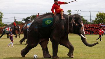 Elephants kick-off World Cup fever in Thailand