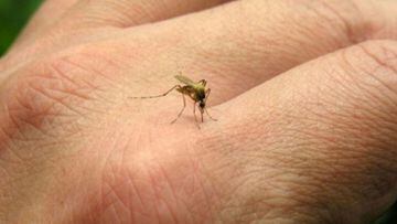 Invasión de mosquitos en Buenos Aires: ¿puede transmitir el COVID-19?