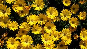 Los motivos por los que se regalan flores amarillas el 21 de septiembre: significado y frases para celebrar
