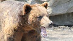 Un oso pardo muestra los dientes en se&ntilde;al de agresividad, con rocas al fondo. 