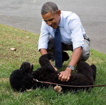Barack Obama celebró el día nacional de la mascota con esta fotografía en compañía de uno de sus perros de agua.