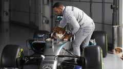 El perro de Lewis Hamilton gana 700 euros al día: “Suena ridículo, pero le encanta”