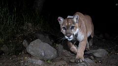 A trail camera picture of mountain lion P-22, in Los Angeles, California, U.S., 2012. Miguel Ordenana/NATIONAL HISTORY MUSUEM OF L.A./Griffith Park Connectivity/Handout via REUTERS  ATTENTION EDITORS - THIS IMAGE HAS BEEN SUPPLIED BY A THIRD PARTY. NO RESALES. NO ARCHIVES. MANDATORY CREDIT.