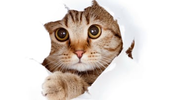Día Internacional del Gato: ¿por qué se celebra tres veces al año?