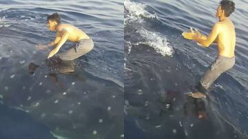 Pescador iran&iacute; surfea sobre un tibur&oacute;n ballena en el Golfo P&eacute;rsico - v&iacute;deo de Instagram