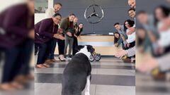 El tierno momento en el que Mercedes Benz le regala una silla de ruedas a un perrito