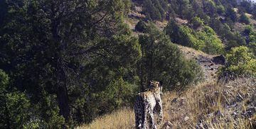 Endangered | The Anatolian leopard, photographed in Turkiye on October 10, 2022.
