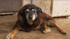 Muere Maggie, el perro más viejo del mundo