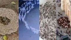 Animales caminando en círculos: Especialistas lo relacionan con la enfermedad de ‘Listeriosis’