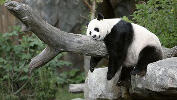 FILE PHOTO: Giant panda Mei Xiang enjoys her afternoon nap at the National Zoo in Washington August 23, 2007. REUTERS/Kevin Lamarque - GM1DVZMKTNAA/File Photo