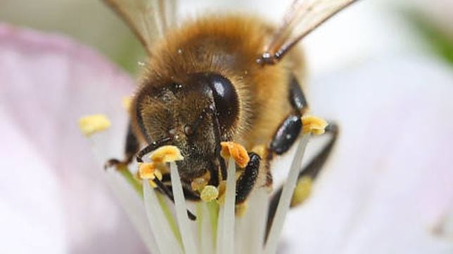 Plants that can be used to ward off flies and mosquitos from your home this summer