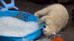 Nora, la cr&iacute;a de oso polar que disfruta de un ba&ntilde;o helado.