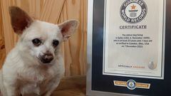 Un chihuahua gana el Guinness al perro vivo más viejo del mundo