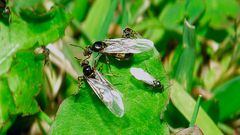 ¿Por qué las hormigas voladoras del otoño han aparecido en verano este año?