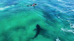 Un tibur&oacute;n blanco nada hacia el surfista Rio Waida durante el Corona Open J-Bay 2023, el domingo 16 de julio del 2023 en Jeffreys Bay, Sud&aacute;frica. 