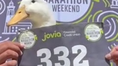 El pato Wrinkle vuelve a ser viral tras correr maratón en Nueva York