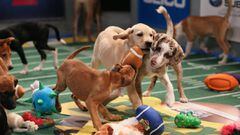 Del Super Bowl al Puppy Bowl para concientizar sobre la adopción animal