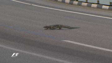 El enorme lagarto que cruzó la pista de Singapur.