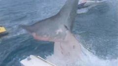 Una cola de un tibur&oacute;n blanco golpeando un barco en Australia. 