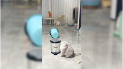 El tierno video de unos gatos jugando bádminton