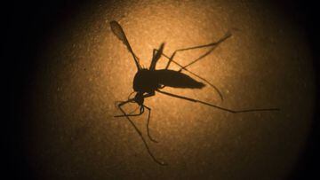 Un mosquito fotografiado en Brasil a trav&eacute;s de un microscopio.