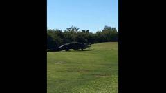 Este lagarto de 5 metros apareció en un campo de golf de Florida