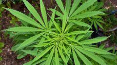 Uso industrial del cannabis en Colombia: Todo lo que debe saber al respecto
