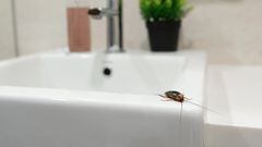 Te compartimos las 10 plagas más comunes que afectan los hogares en USA y algunos consejos para combatirlas: hormigas, cucarachas, ratones y más.