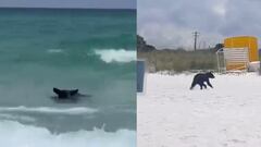 Un oso negro es captado nadando en las playas de Florida y se hace viral