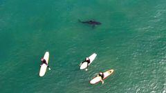 Tibur&oacute;n blanco con tres surfistas en San Onofre, California. 