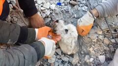 ¡Una vida más recuperada! Así fue el rescate de un perro en Turquía