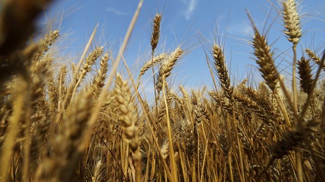Global wheat production: How will the Russia-Ukraine war impact food exports?