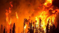 Un incendio forestal quemando un bosque. 