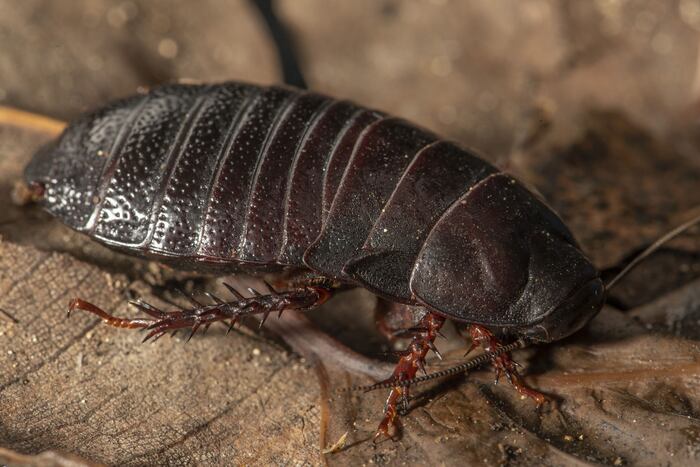 Una extinta cucaracha carnívora aparece 90 años después