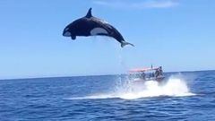 Una orca salta unos 4 metros sobre el mar para cazar un delf&iacute;n en el Golfo de California (M&eacute;xico), con dos barcos observando. 