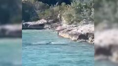 El video viral de un perro haciéndole frente a un tiburón
