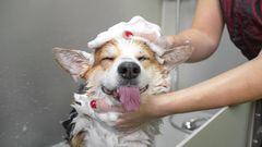 ¿Cada cuánto hay que bañar a un perro y cómo influye su tipo de pelo al lavarle?