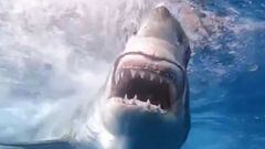 Un tibur&oacute;n blanco abriendo la boca y ense&ntilde;ando los dientes tras explorar una tabla de surf. En la Isla de Guadalupe (M&eacute;xico).
