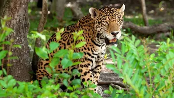 Captan a jaguar en zona residencial de Playa del Carmen