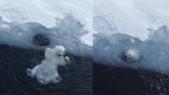 El video viral de un oso polar nadando a las orillas de los glaciares