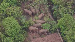 This aerial photo taken on June 10 and released on June 11 by Yunnan Provincial Command of the Safety Precautions of the Migrating Asian Elephants shows elephants, part of a herd which had wandered 500 kilometres north from their natural habitat, foraging