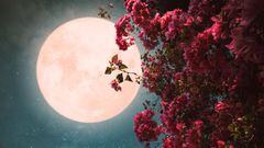 Luna llena o Luna de Flores en mayo 2023: Cuándo, hora y dónde ver desde México