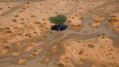 An aerial view shows a tree during Stage 9 of the Dakar 2023 rally between Riyadh and Haradh in Saudi Arabia on January 10, 2023. (Photo by FRANCK FIFE / AFP)