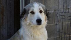 M&Atilde;&iexcl;s de 300 perros encuentran hogar en 2020 gracias al servicio de recogida de animales de la Diputaci&oacute;n de Huesca. DIPUTACI&Oacute;N DE HUESCA 20/02/2021