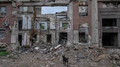 A dog walks near rubbles of the destroyed governor building of Mykolaiv Oblast following a missile strike in Mykolaiv on August 17, 2022, amid the Russian invasion of Ukraine. (Photo by BULENT KILIC / AFP) (Photo by BULENT KILIC/AFP via Getty Images)