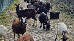 Ovejas y cabras para dejar listos los adoquines de la París-Roubaix