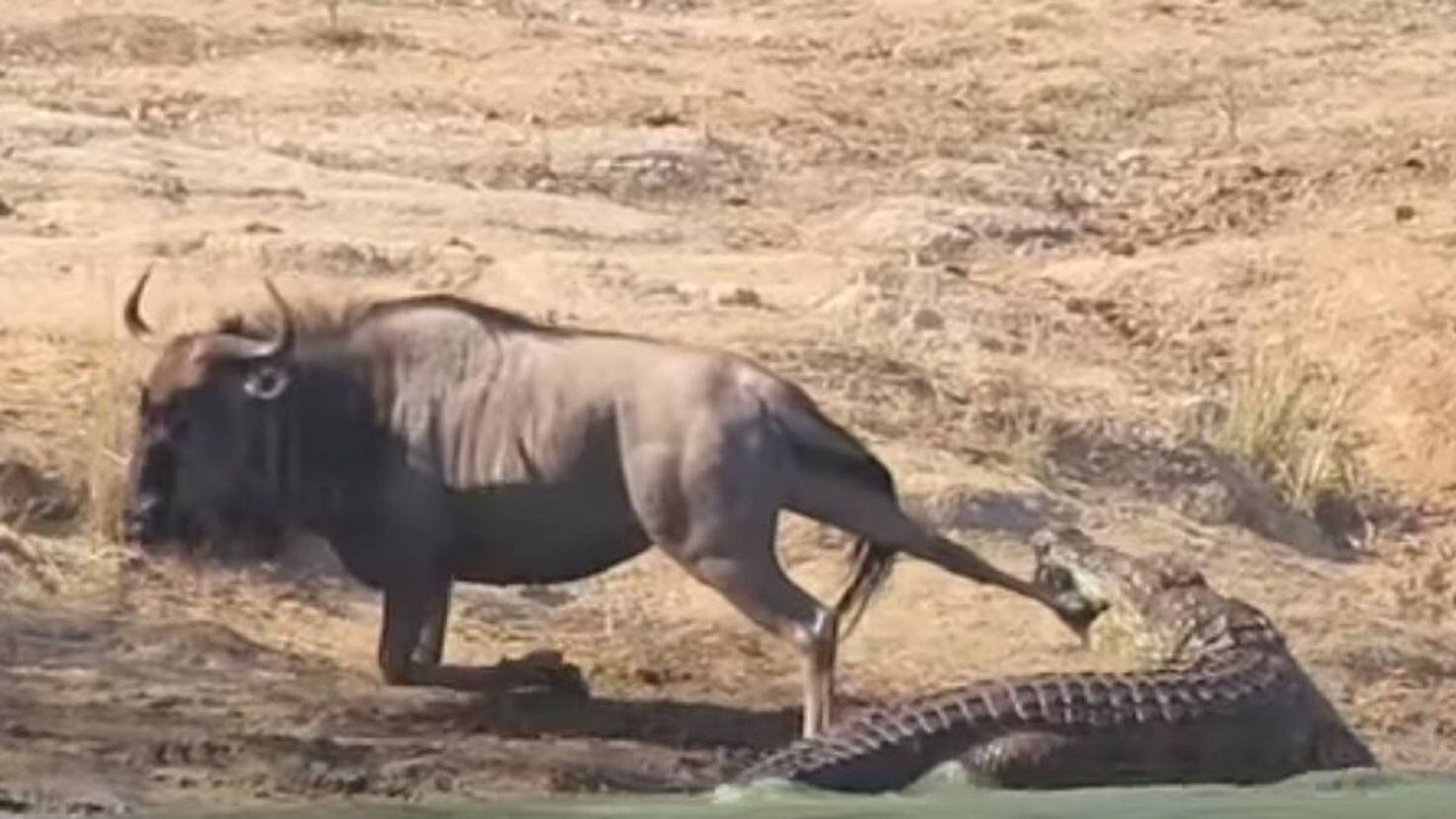 Youtube: El extraño suceso animal en el que dos hipopótamos salvan a un ñu  de un cocodrilo El extraño suceso animal en el que dos hipopótamos salvan a  un ñu de un
