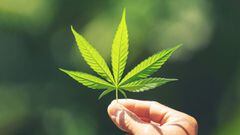 Publica SCJN sentencia que despenaliza el uso lúdico y recreativo de la marihuana